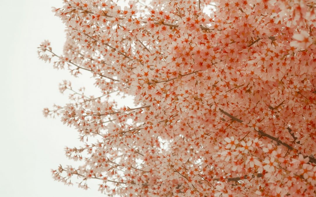 Explorando a Elegância de Peach Fuzz: A cor de 2024 escolhida pela Pantone
